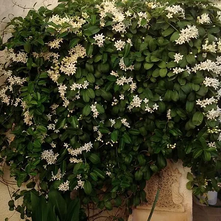 Bed & Breakfast Chiedi La Luna 3*